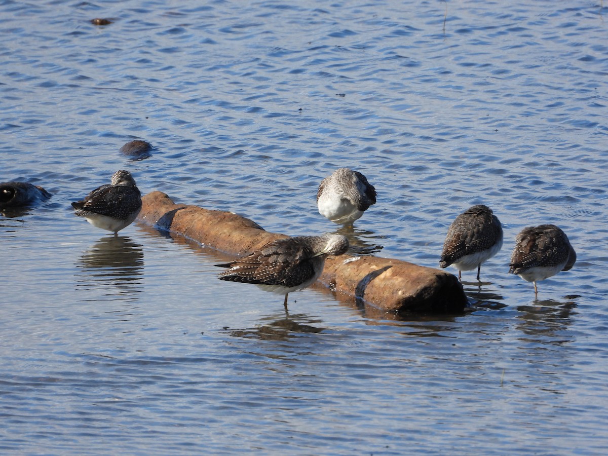 Greater Yellowlegs - ML643192065