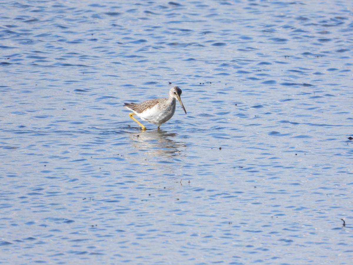 Greater Yellowlegs - ML643192066