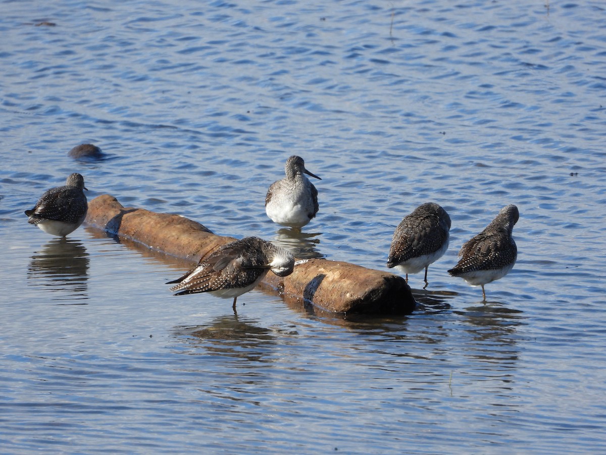 Greater Yellowlegs - ML643192067