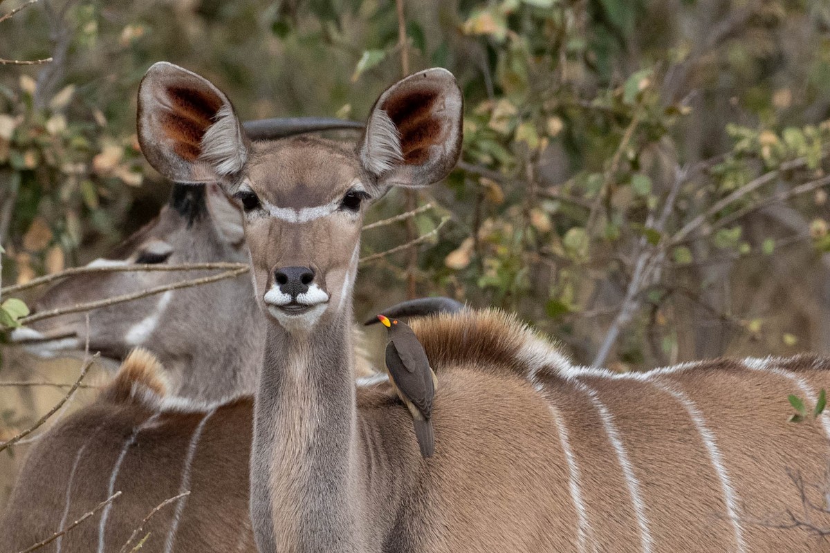 Yellow-billed Oxpecker - ML643192068