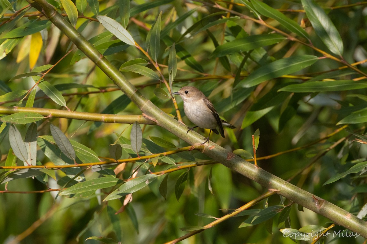 European Pied Flycatcher - ML643192069