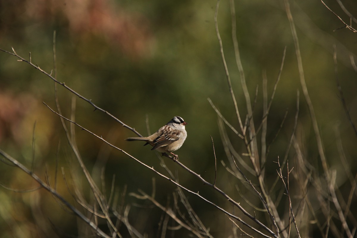 White-crowned Sparrow - ML643192071