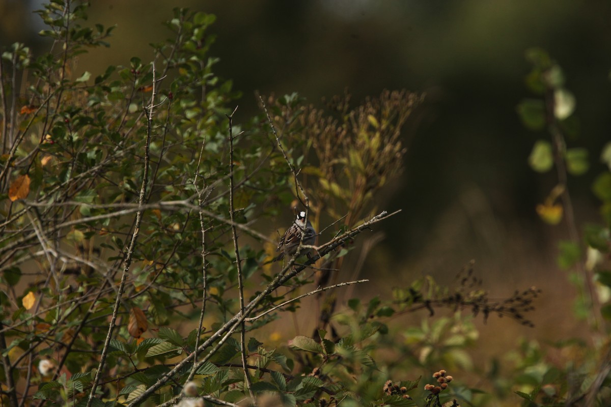 White-crowned Sparrow - ML643192072