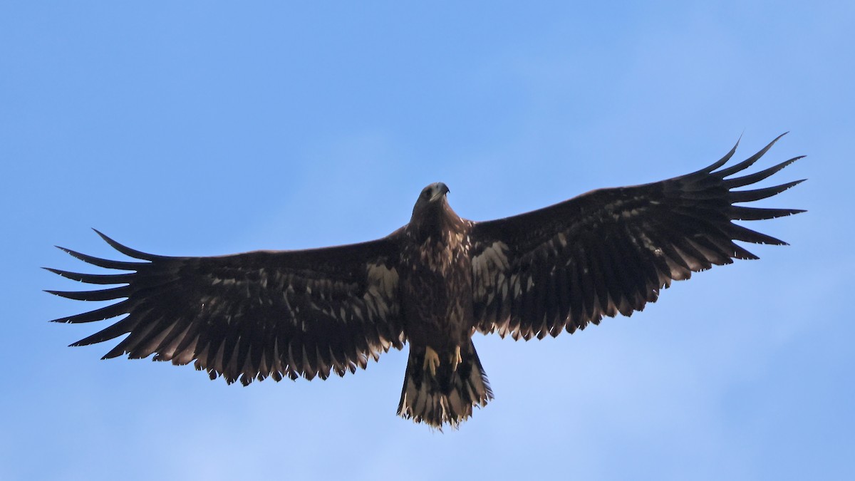 White-tailed Eagle - ML643192082