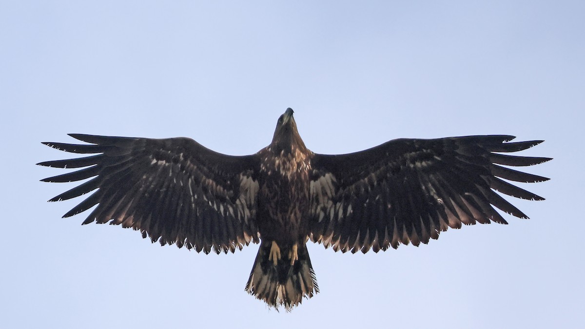 White-tailed Eagle - ML643192083