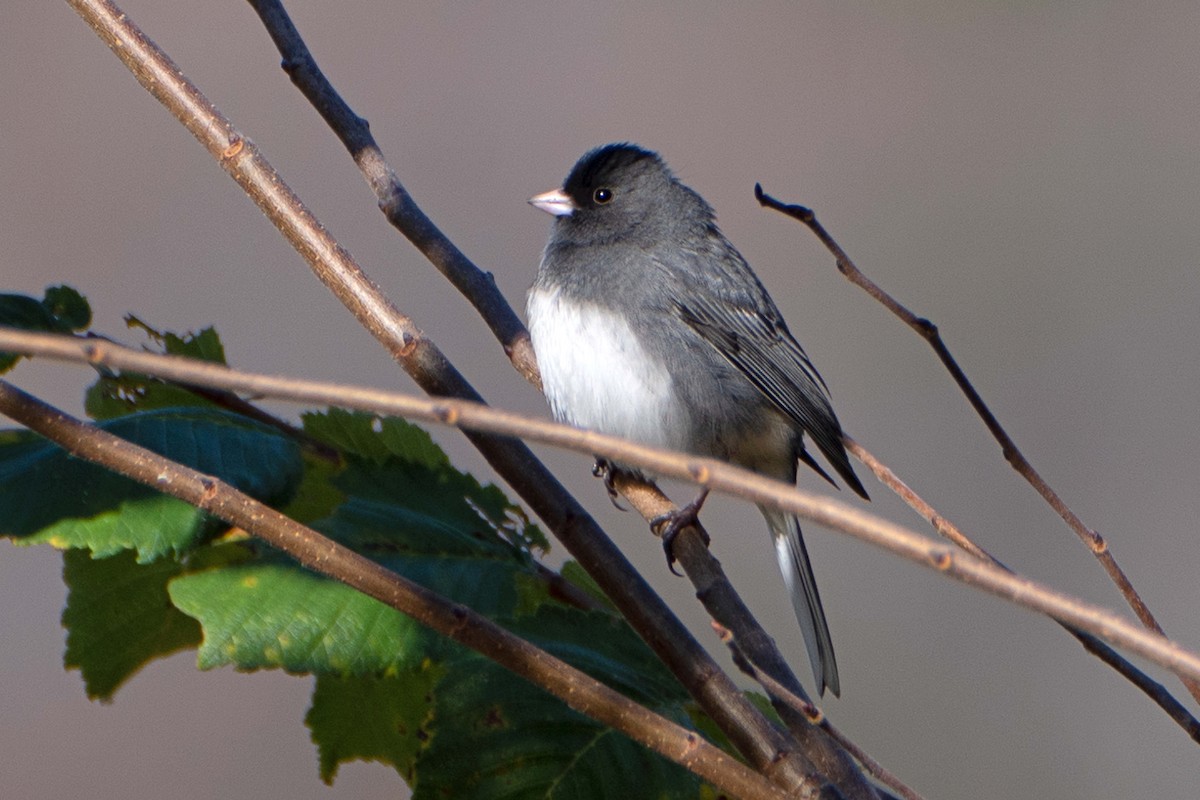 Dark-eyed Junco (Slate-colored) - ML643192087