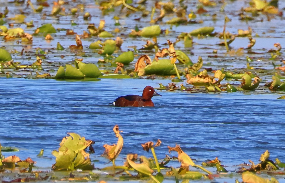 Ferruginous Duck - ML643192095