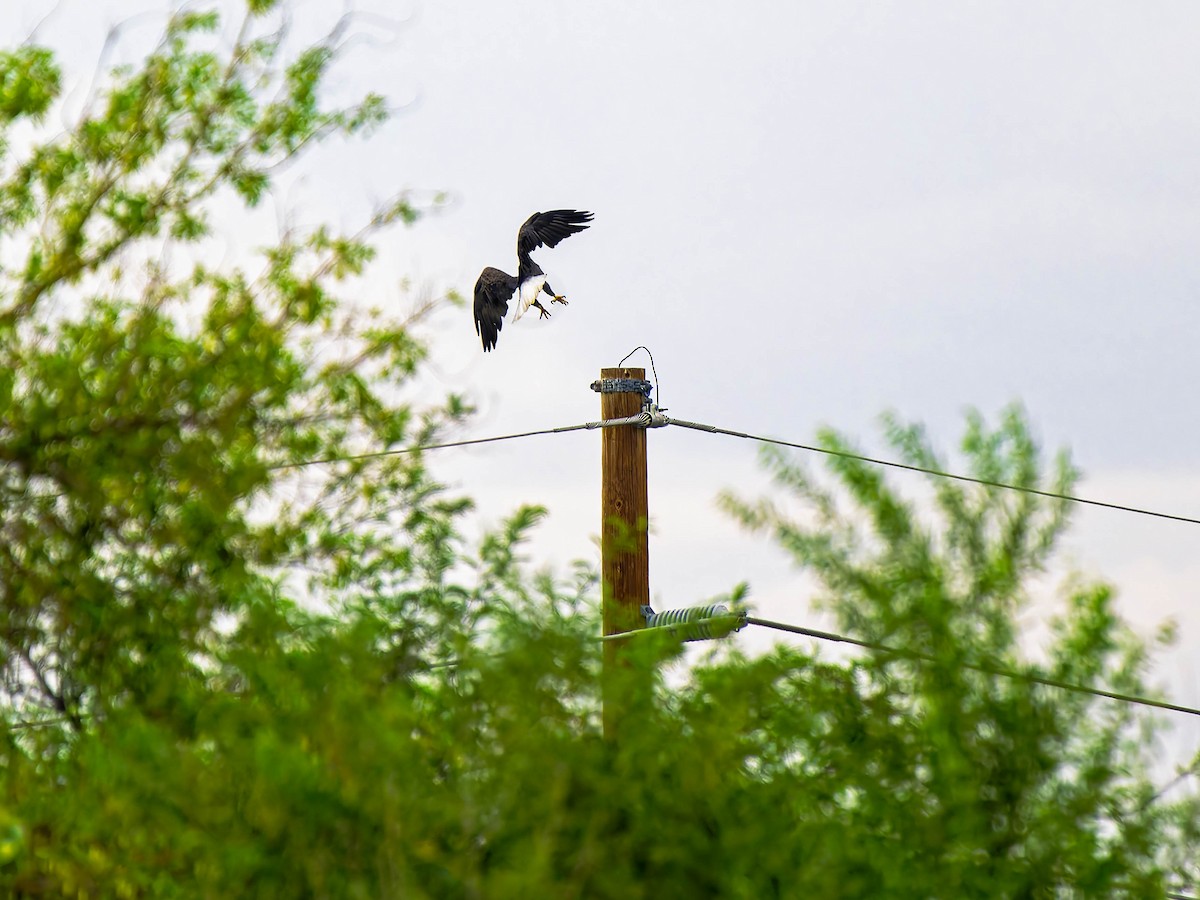 Bald Eagle - ML643192101