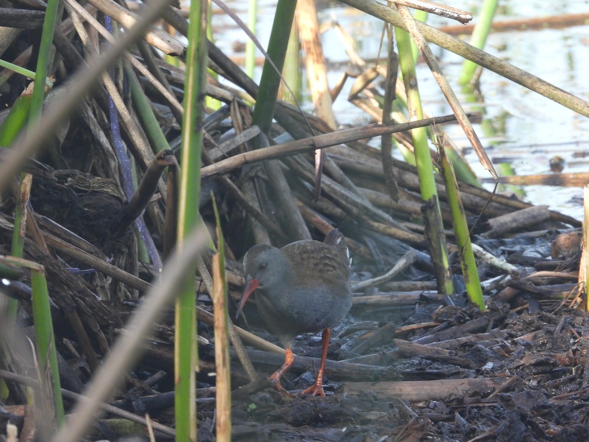 Bogota Rail - ML643192119