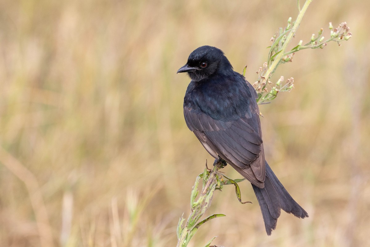 drongo africký - ML643192132