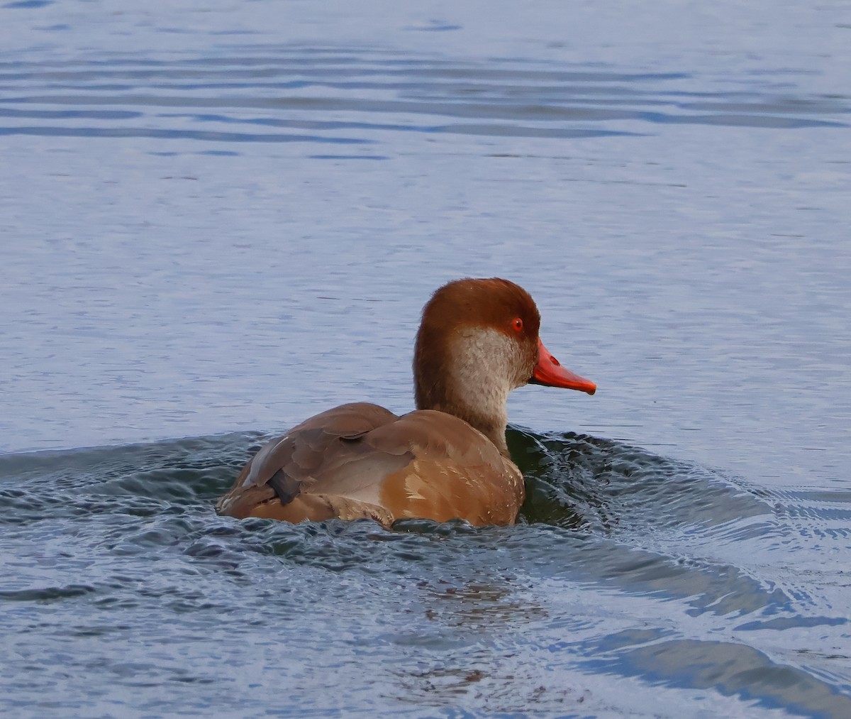 Red-crested Pochard - ML643192144