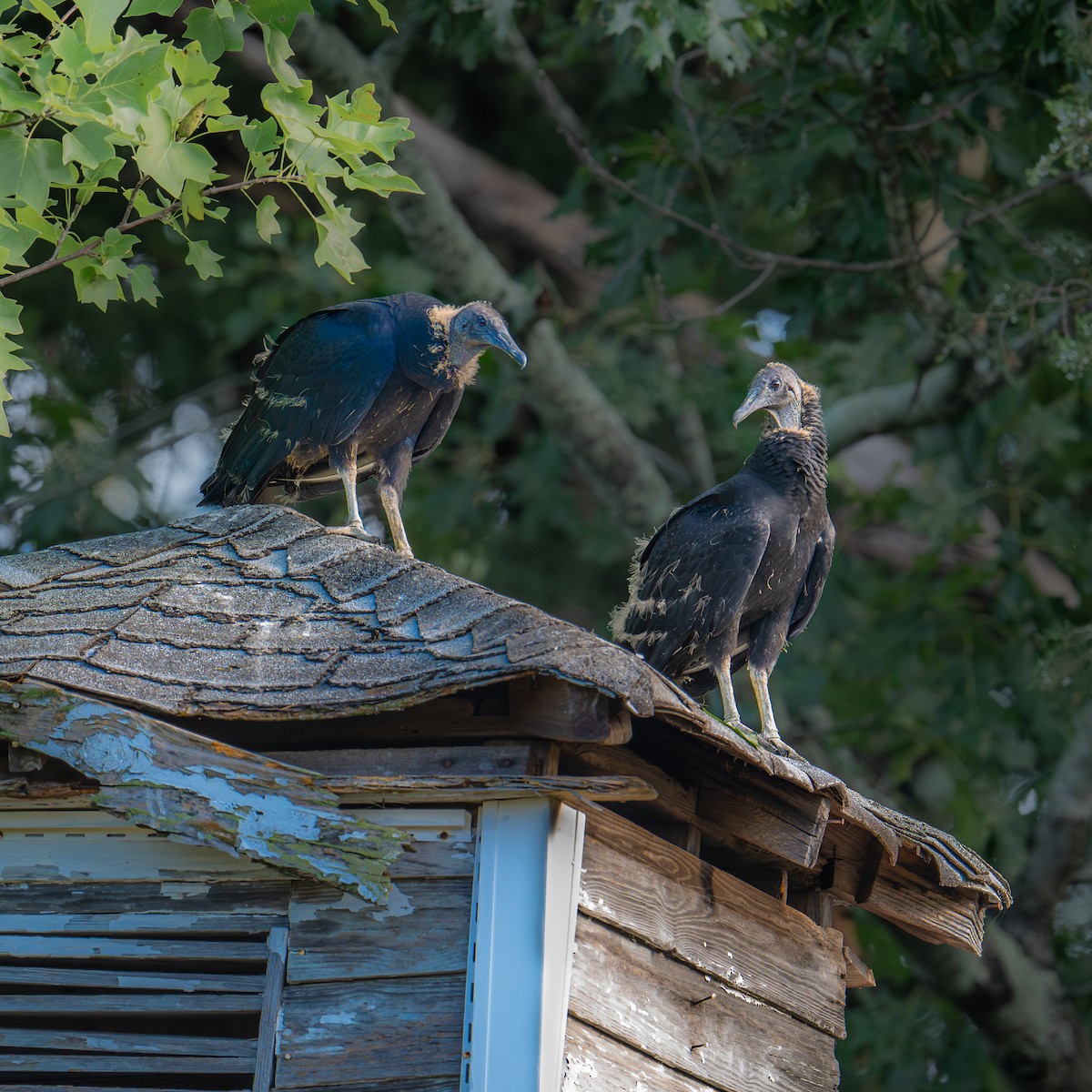 Black Vulture - ML643192150