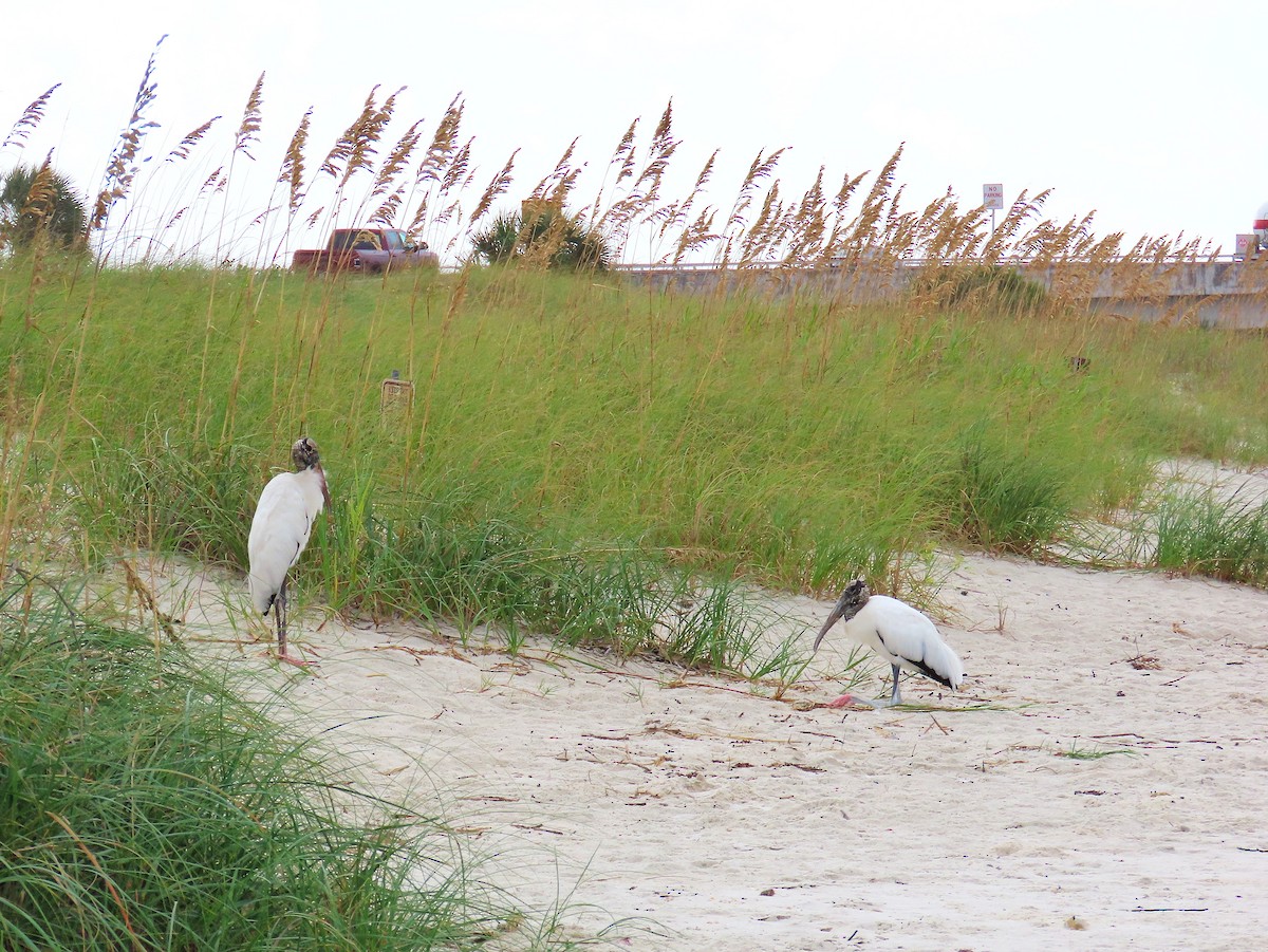 Wood Stork - ML643192171