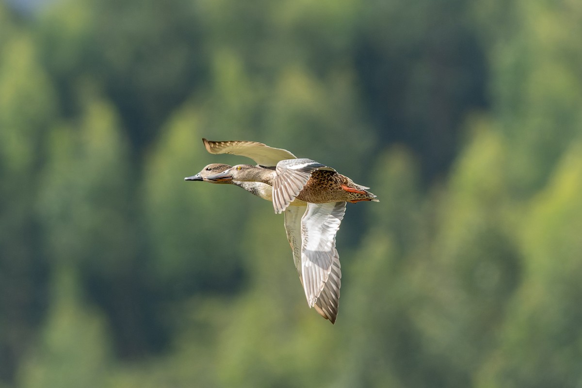 Northern Shoveler - ML643192175