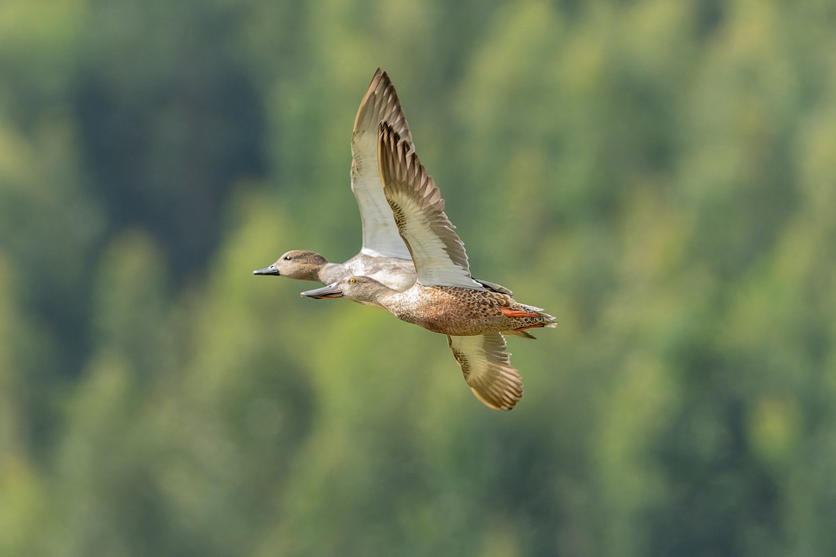 Northern Shoveler - ML643192177