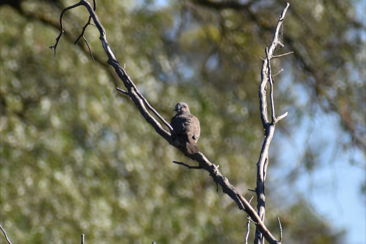 Spotted Dove - ML643192181
