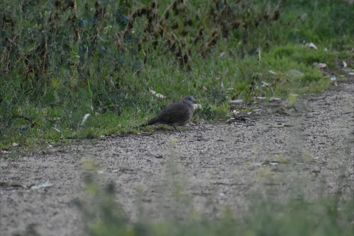 Spotted Dove - ML643192182