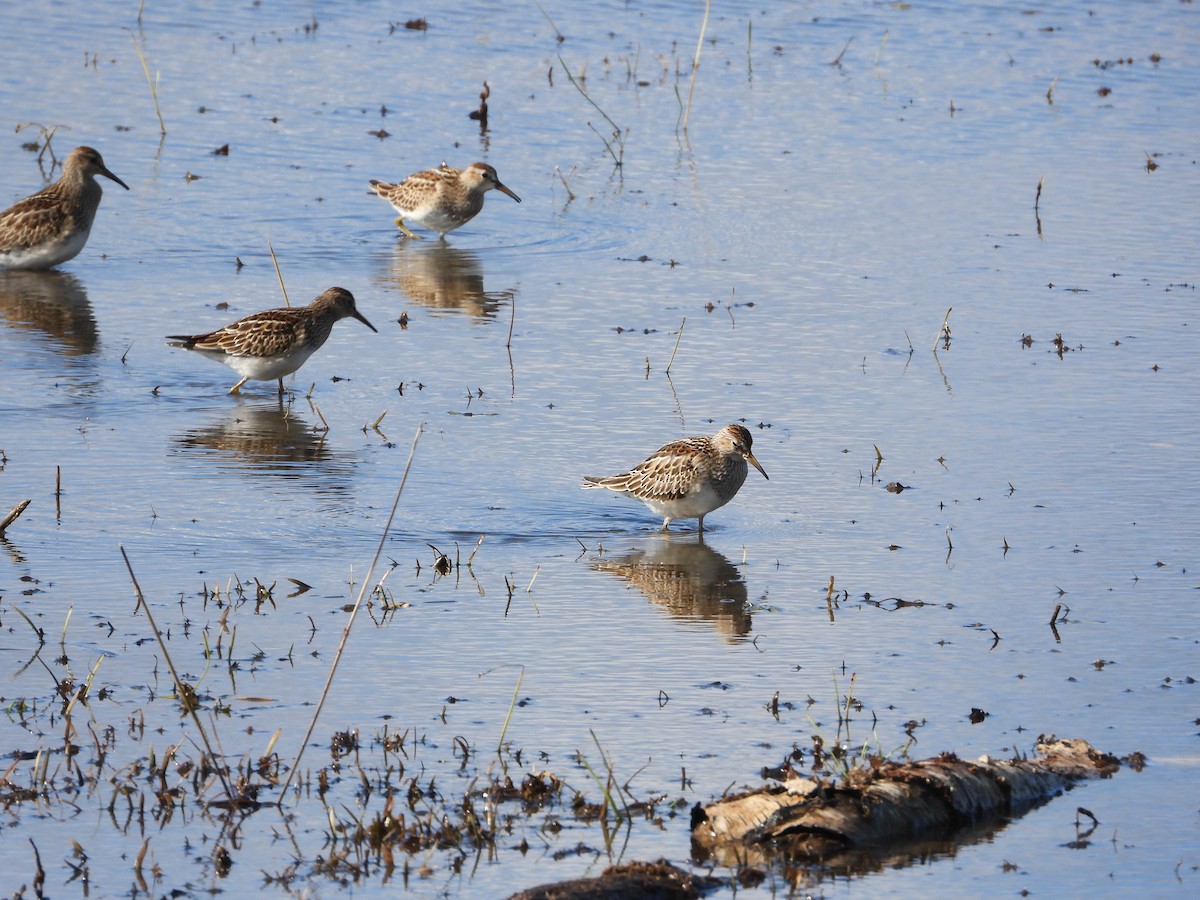 Pectoral Sandpiper - ML643192199