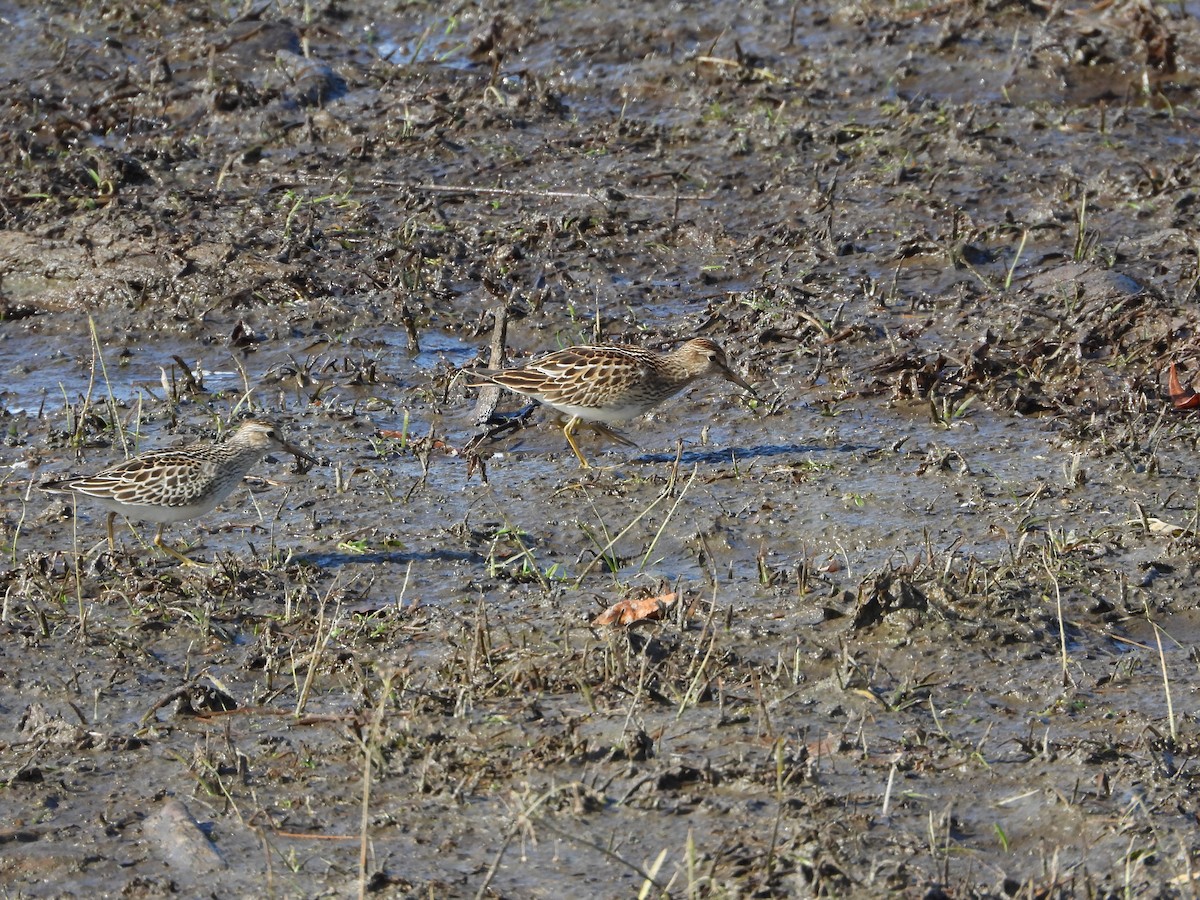 Pectoral Sandpiper - ML643192200