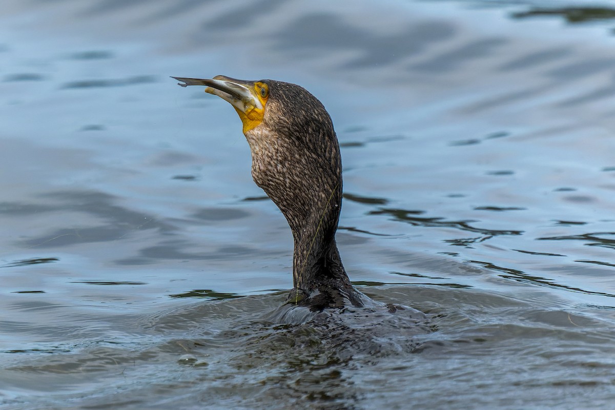 Great Cormorant - ML643192206
