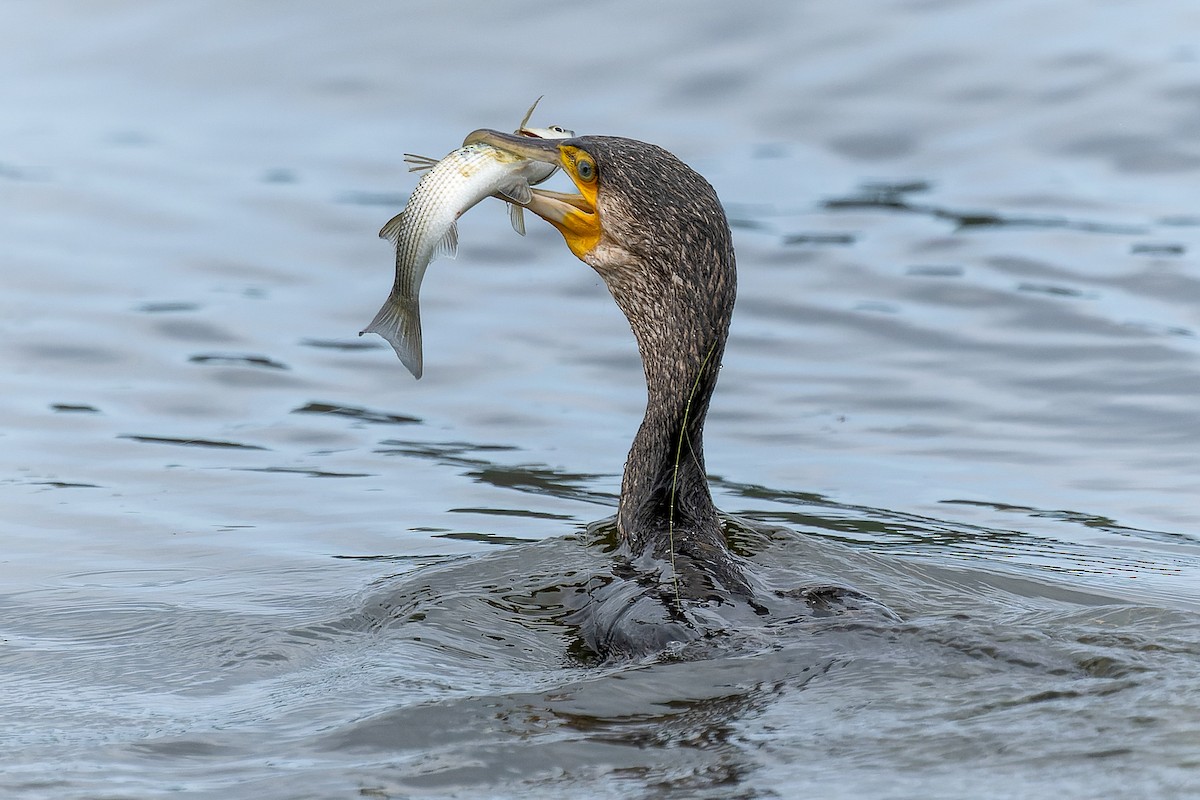 Great Cormorant - ML643192207