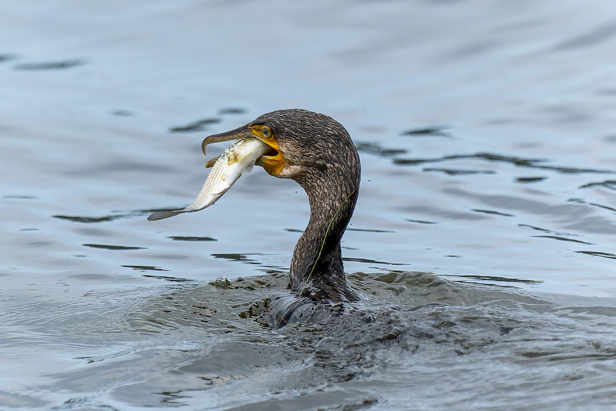 Great Cormorant - ML643192208