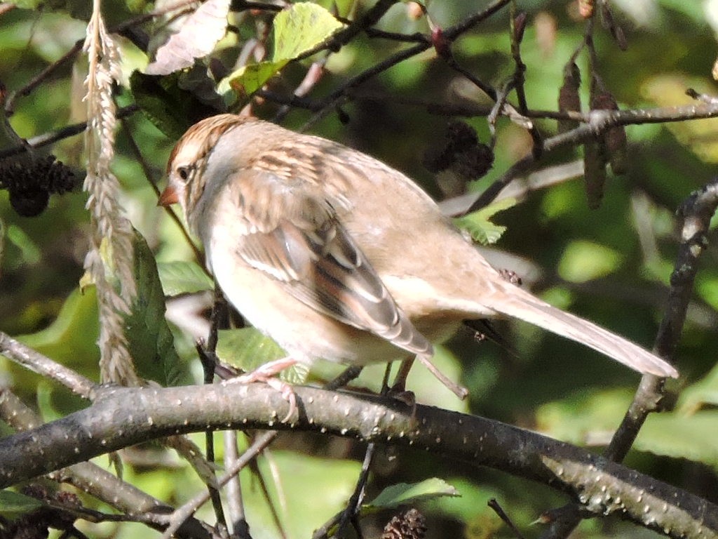 White-crowned Sparrow - ML643192216