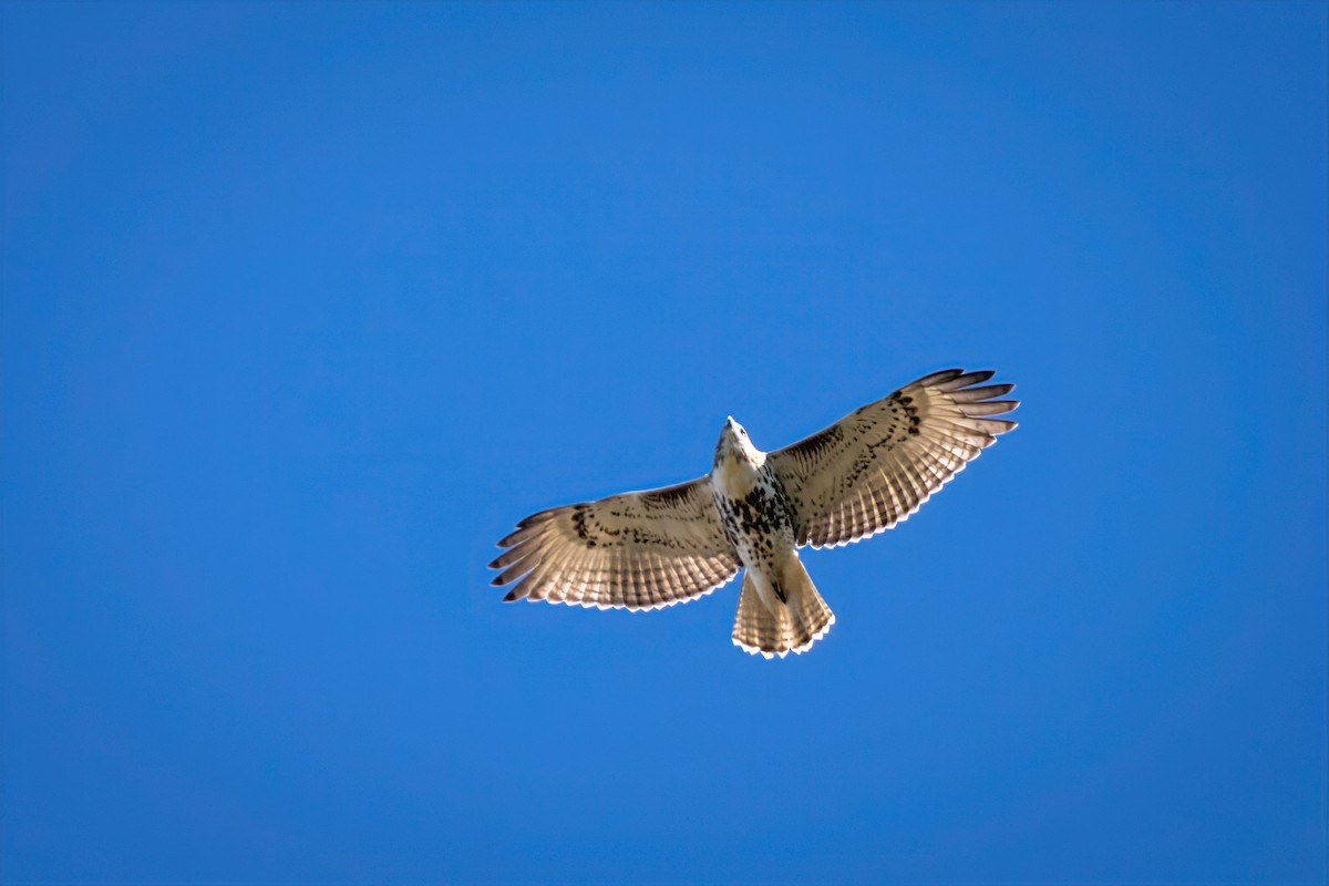 Red-tailed Hawk - ML643192280