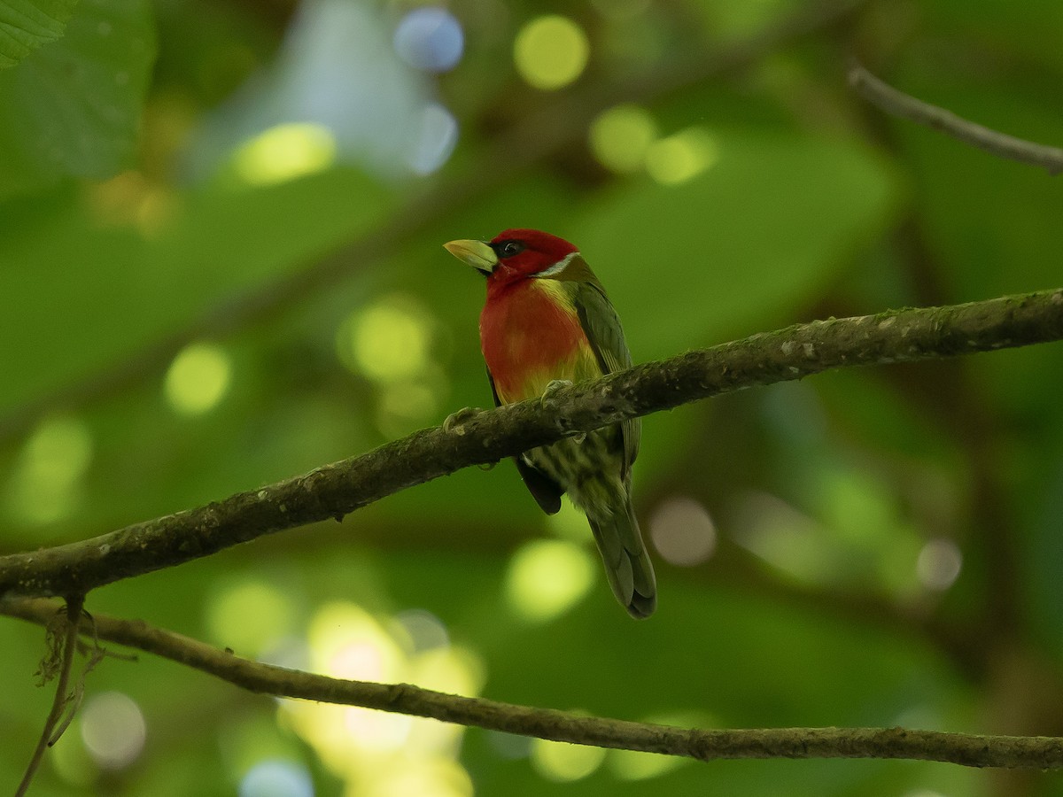 Red-headed Barbet - ML643192308