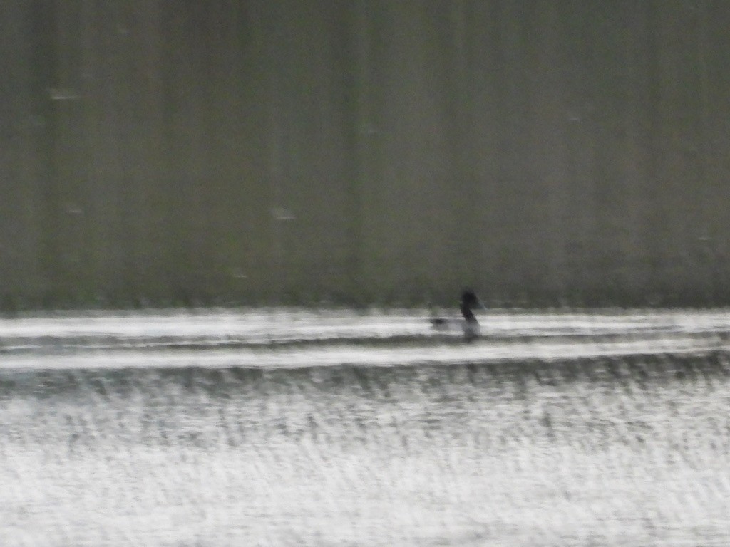 Petit Fuligule - ML643192315