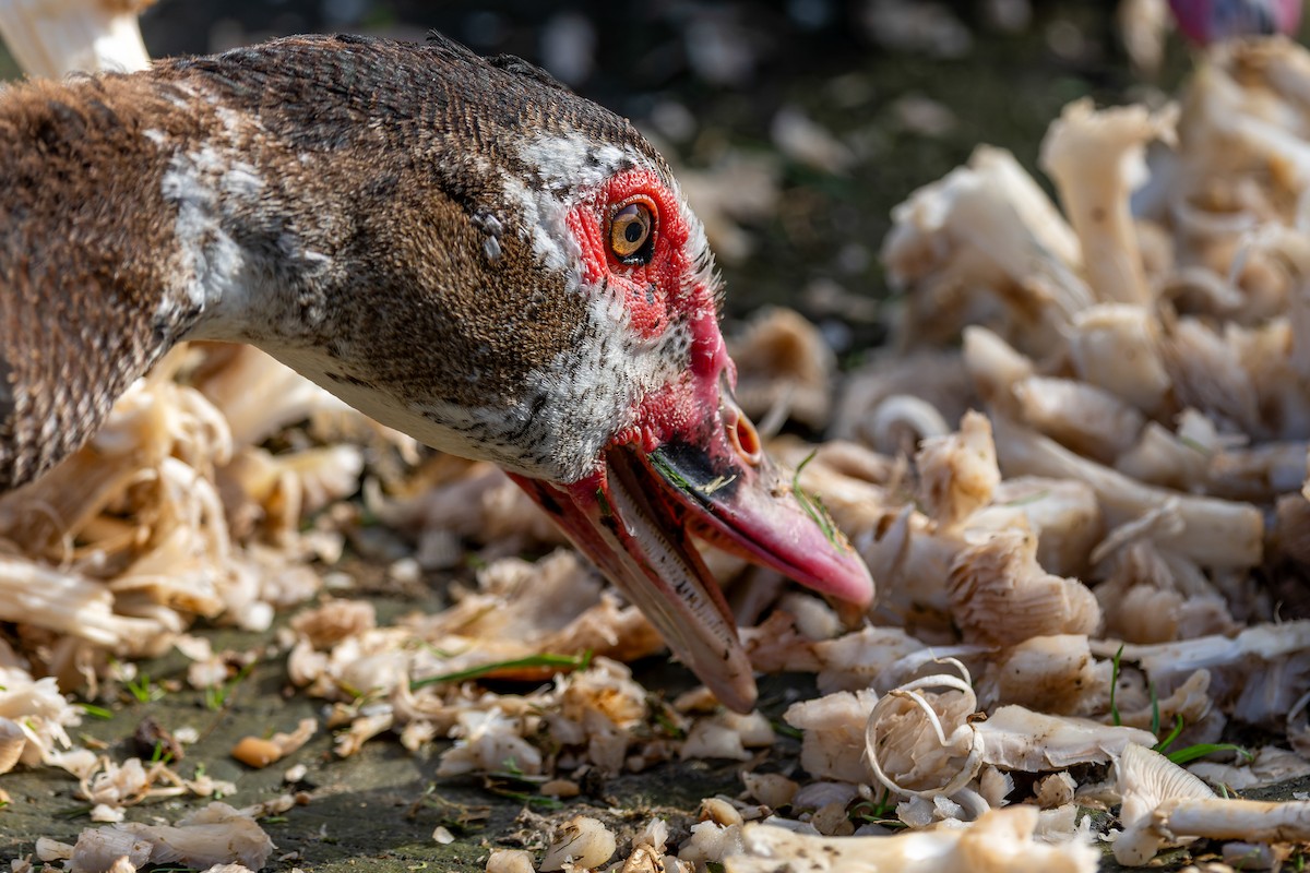 Canard musqué (forme domestique) - ML643192316