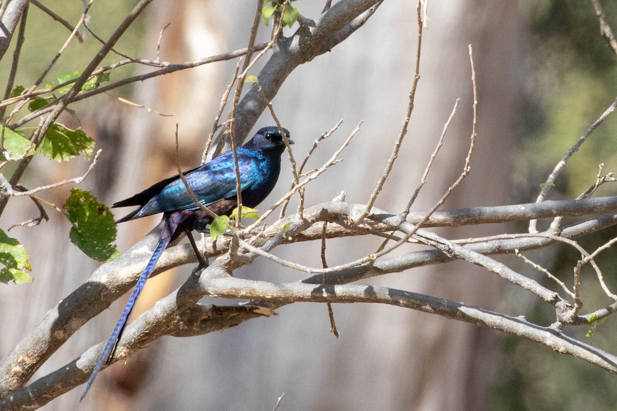 Meves's Starling - ML643192344