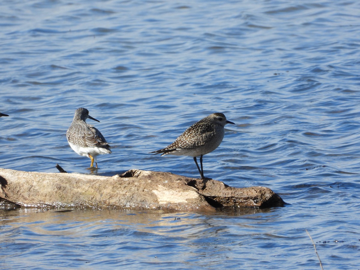 American Golden-Plover - ML643192363