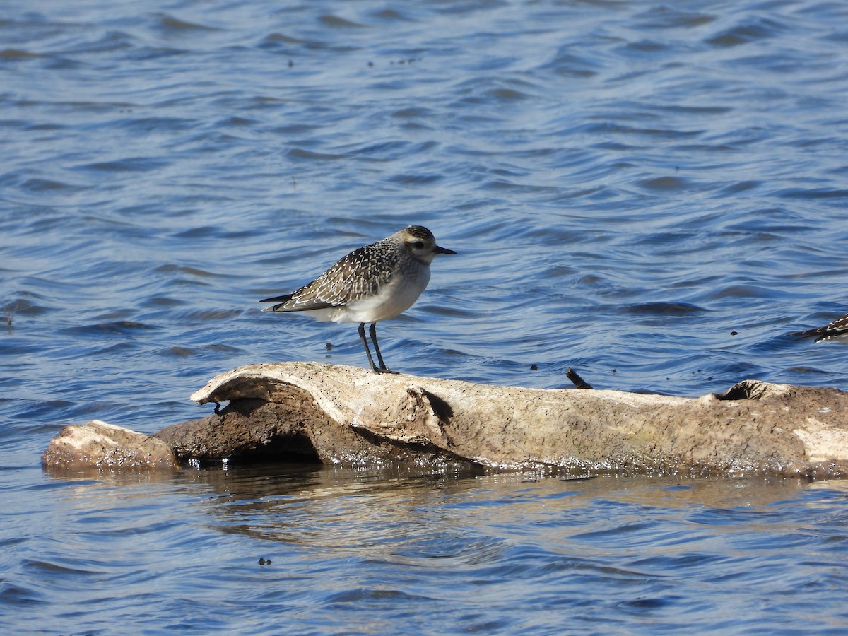 American Golden-Plover - ML643192364