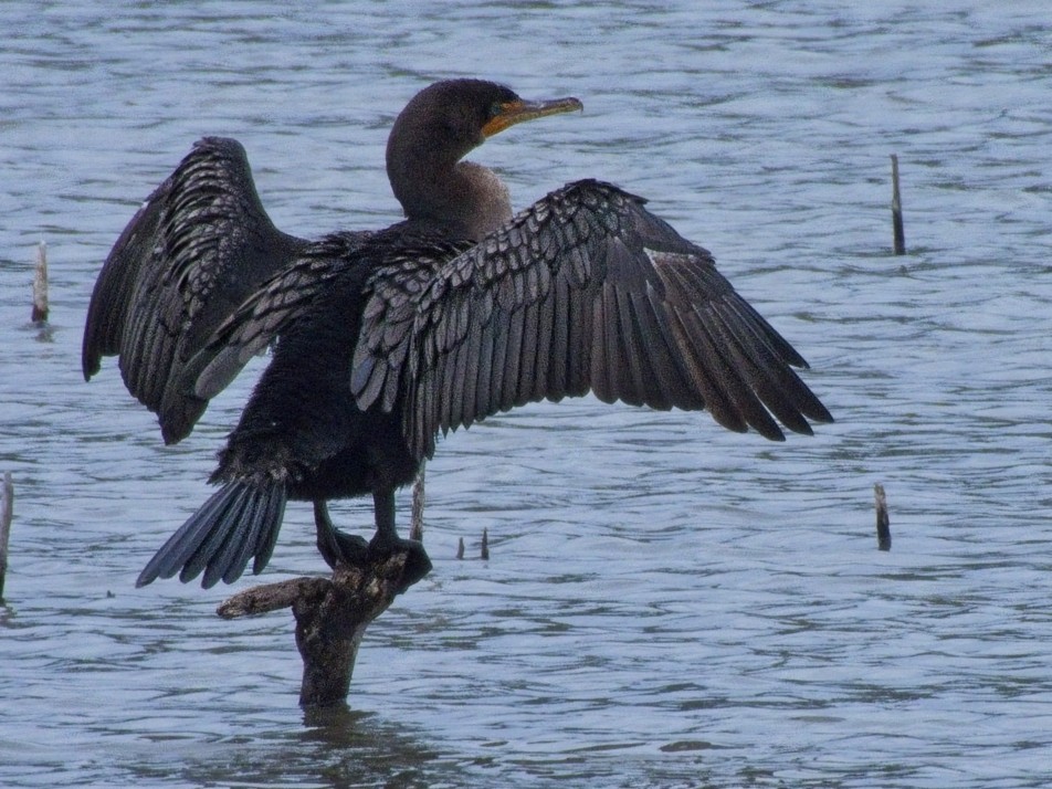 Double-crested Cormorant - ML643192378