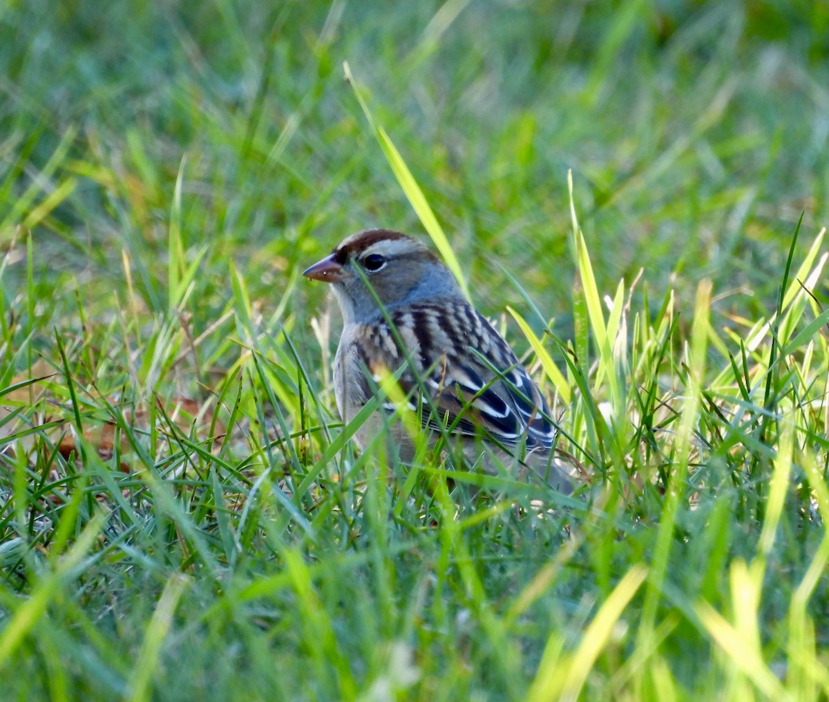 White-crowned Sparrow - ML643192379