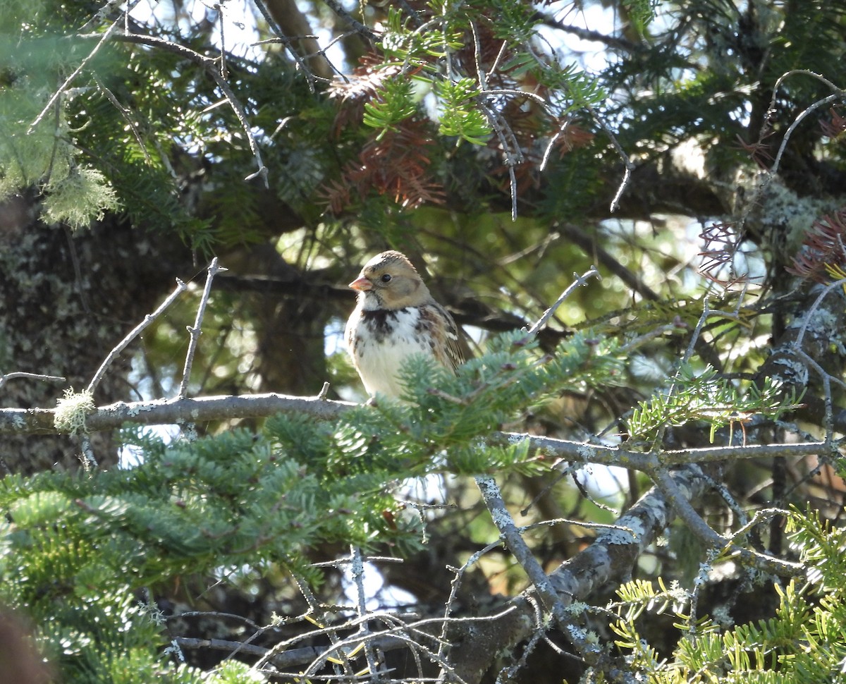 Harris's Sparrow - ML643192387