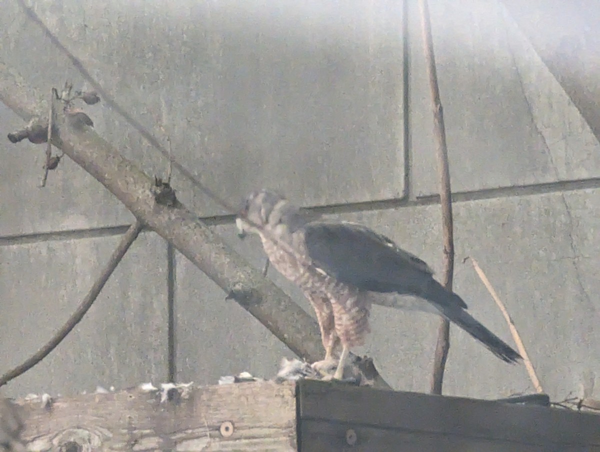 Cooper's Hawk - ML643192422