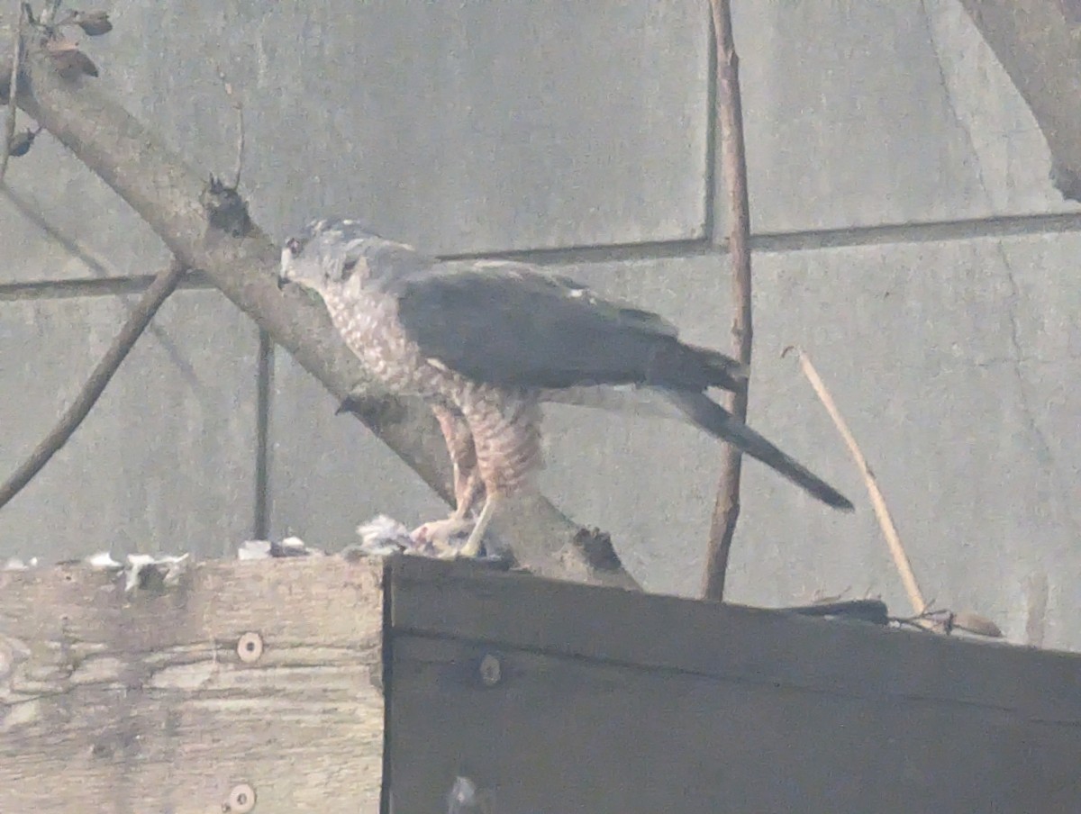 Cooper's Hawk - ML643192423