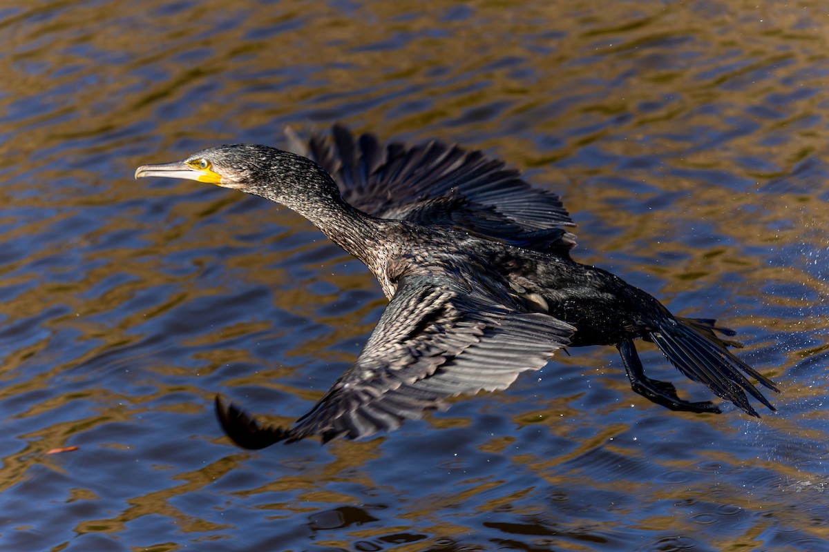 Great Cormorant - ML643192425