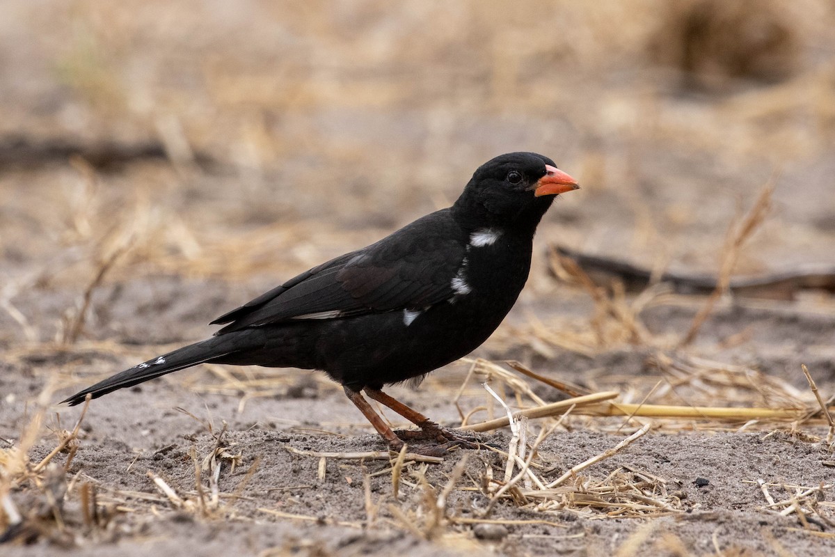 Red-billed Buffalo-Weaver - ML643192431