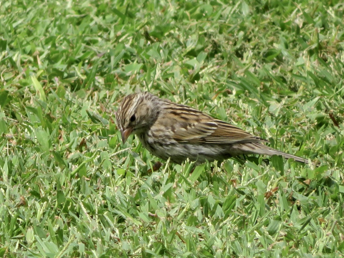Chipping Sparrow - ML643192441