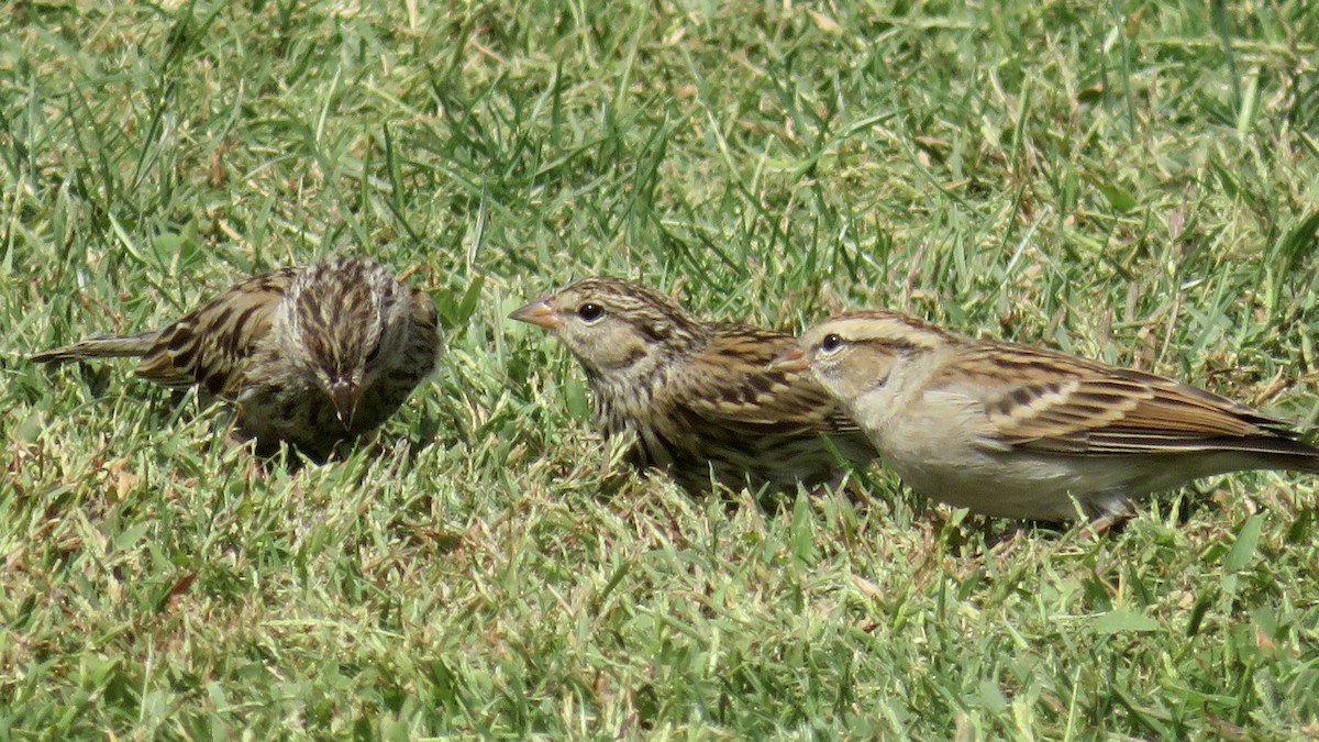 Chipping Sparrow - ML643192443