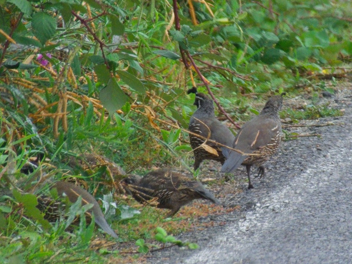 California Quail - ML643192468