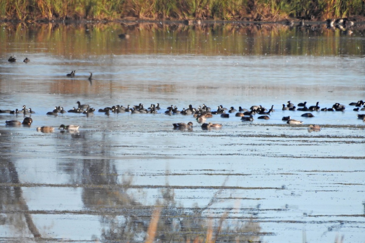American Coot - ML643192471