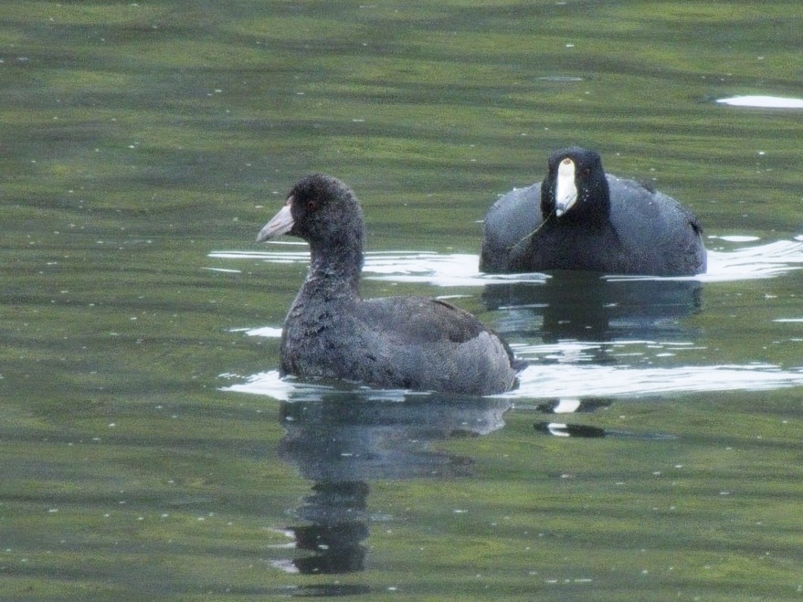 American Coot - ML643192472