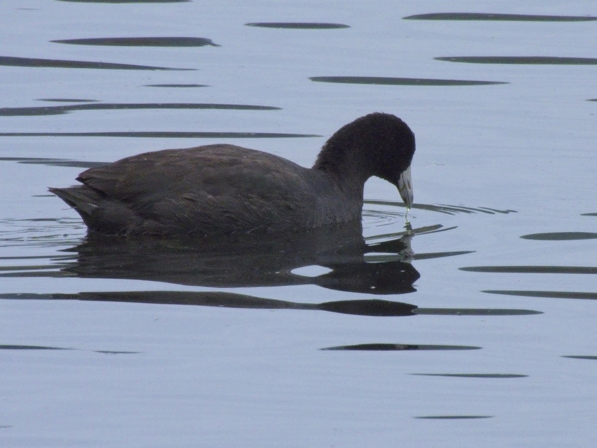 American Coot - ML643192473