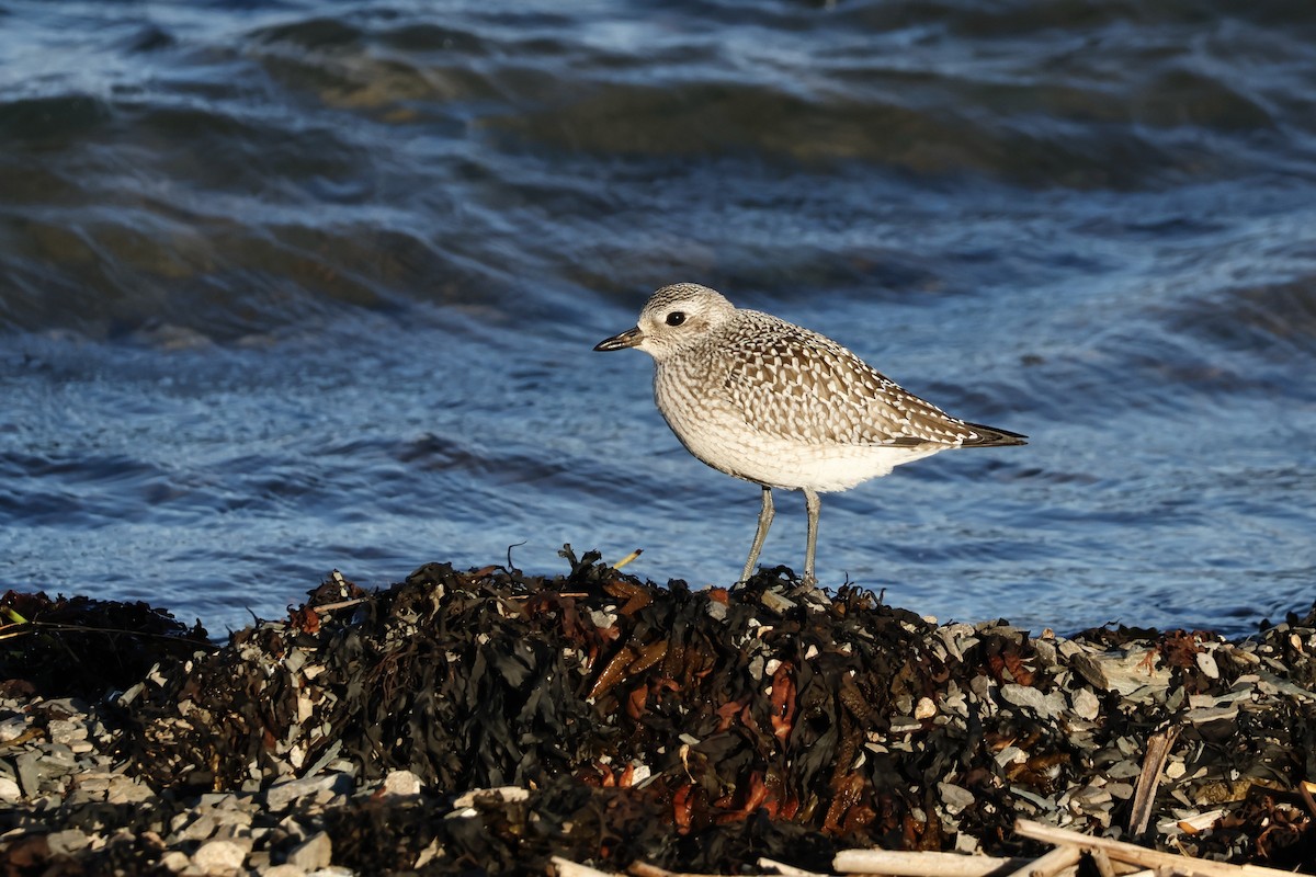 Black-bellied Plover - ML643192477