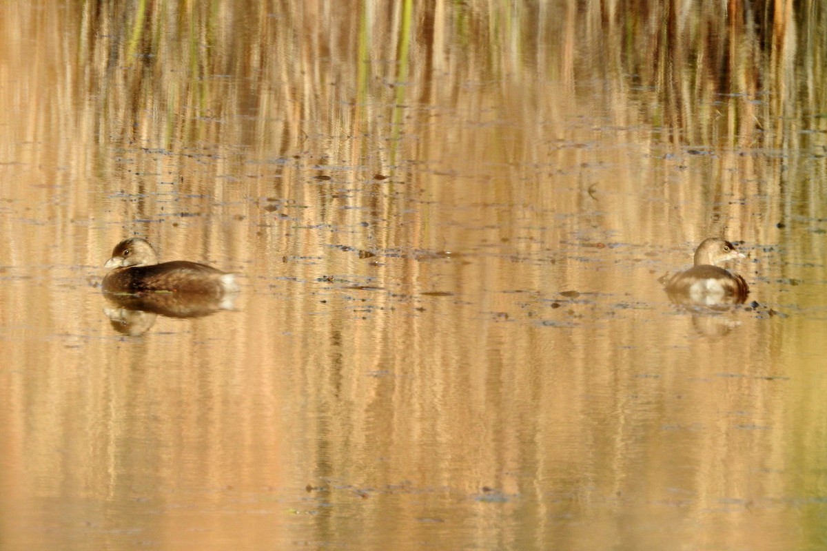 Pied-billed Grebe - ML643192483