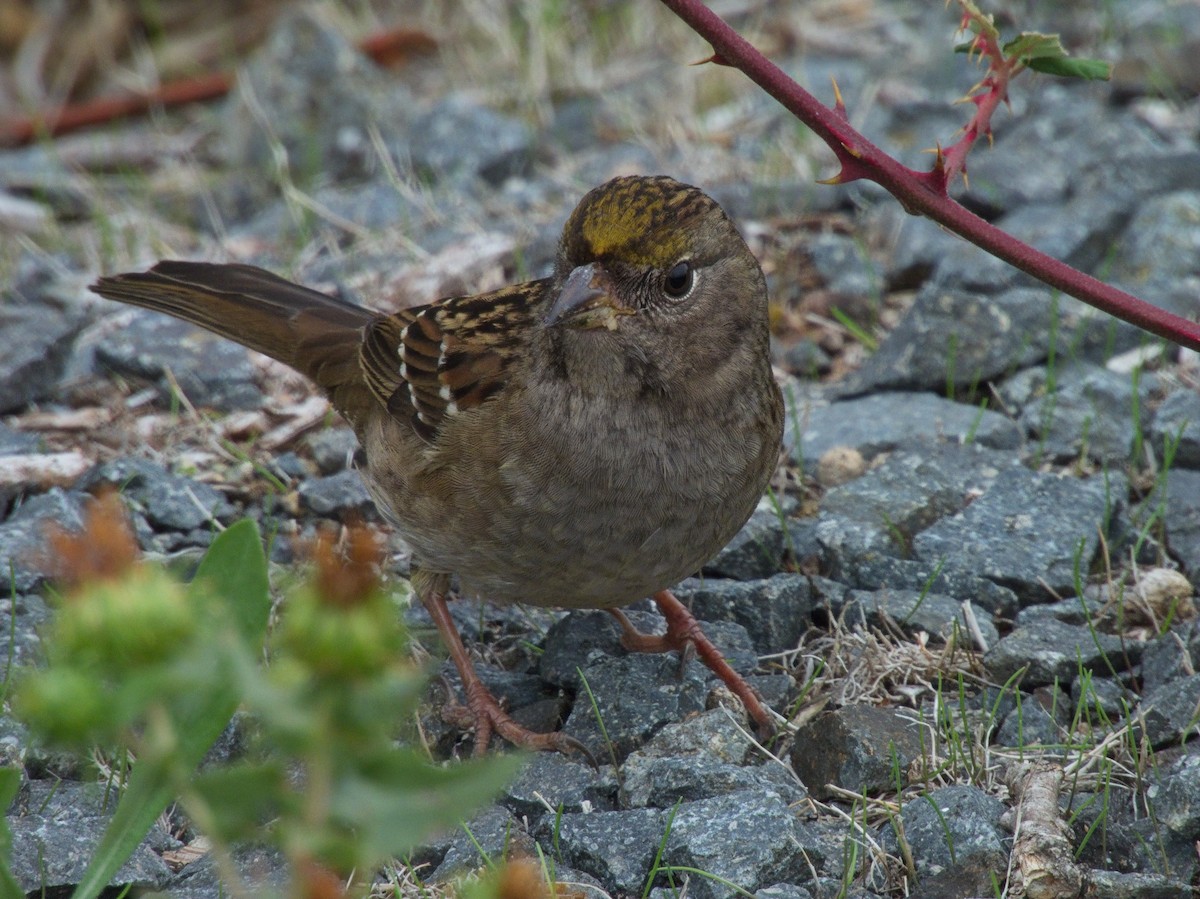 Song Sparrow - ML643192491